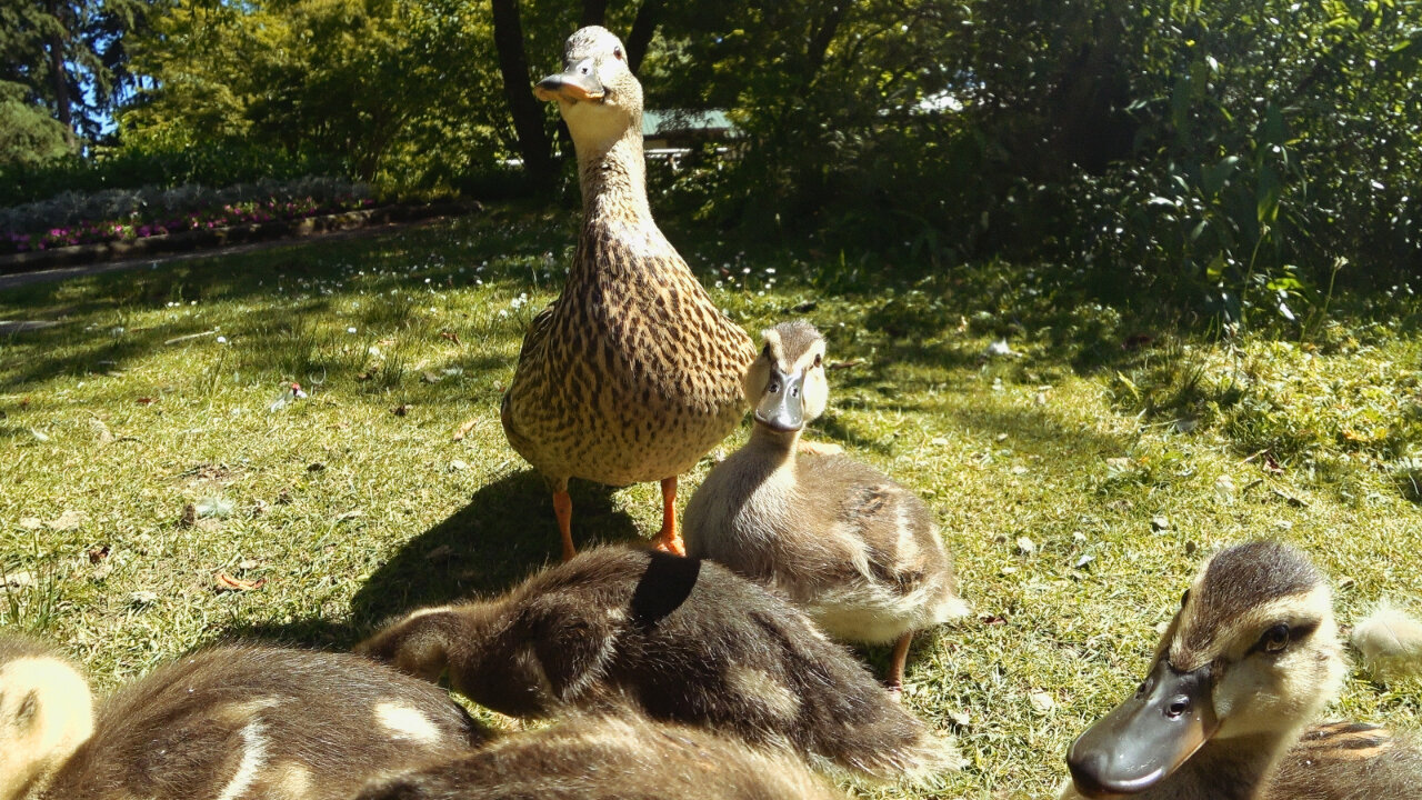 Mom Duck Trusts Me With Her Baby Ducklings