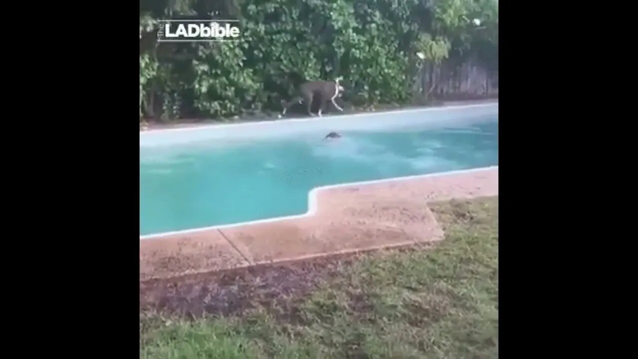 What a clever girl