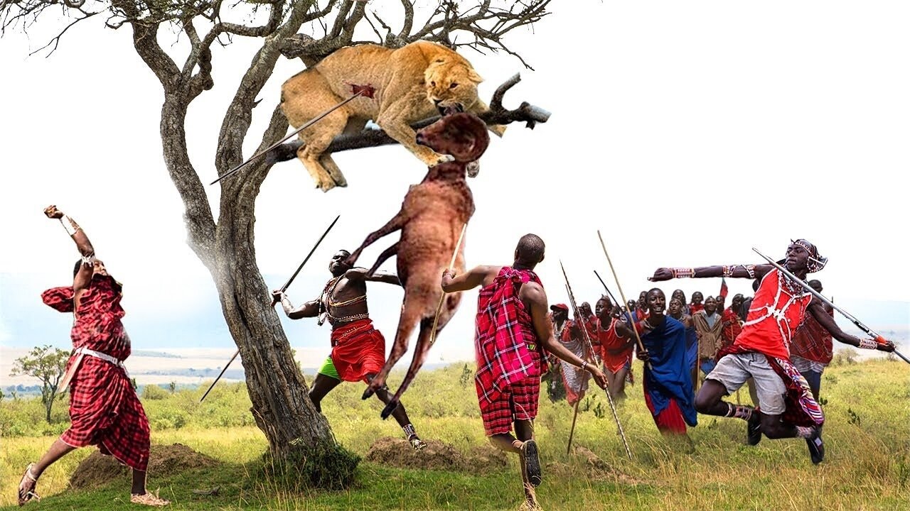 So amazing! The Maasai Aboriginal Bravely Confronted the Fierce Lion to Rescue Poor Kudu