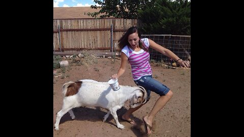 Funny animals compilation. The goat's like, 'why are you running?