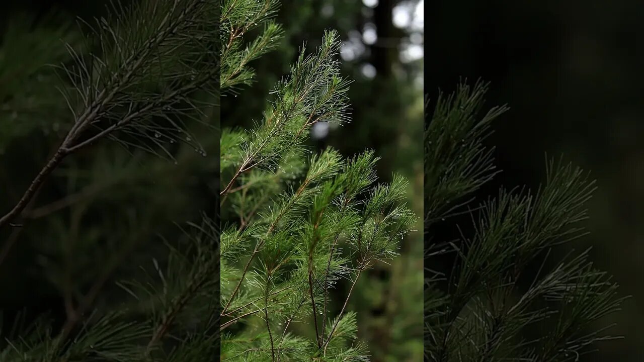 Soothing Rainfall on Nature ASMR 🌧️🍃 - #Shorts #YouTubeShorts #ASMR