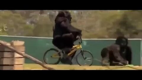 Funny animals compilation. Gorilla on a bicycle