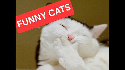 Cats being funny🐱 P1 #funnycats