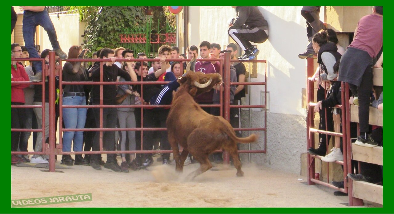 VILLATUERTA ( NAVARRA ) TARDE VACAS PLAZA ( DOMINGO 12 MARZO 2023 ) HNOS.GANUZA