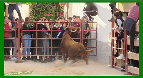 VILLATUERTA ( NAVARRA ) TARDE VACAS PLAZA ( DOMINGO 12 MARZO 2023 ) HNOS.GANUZA