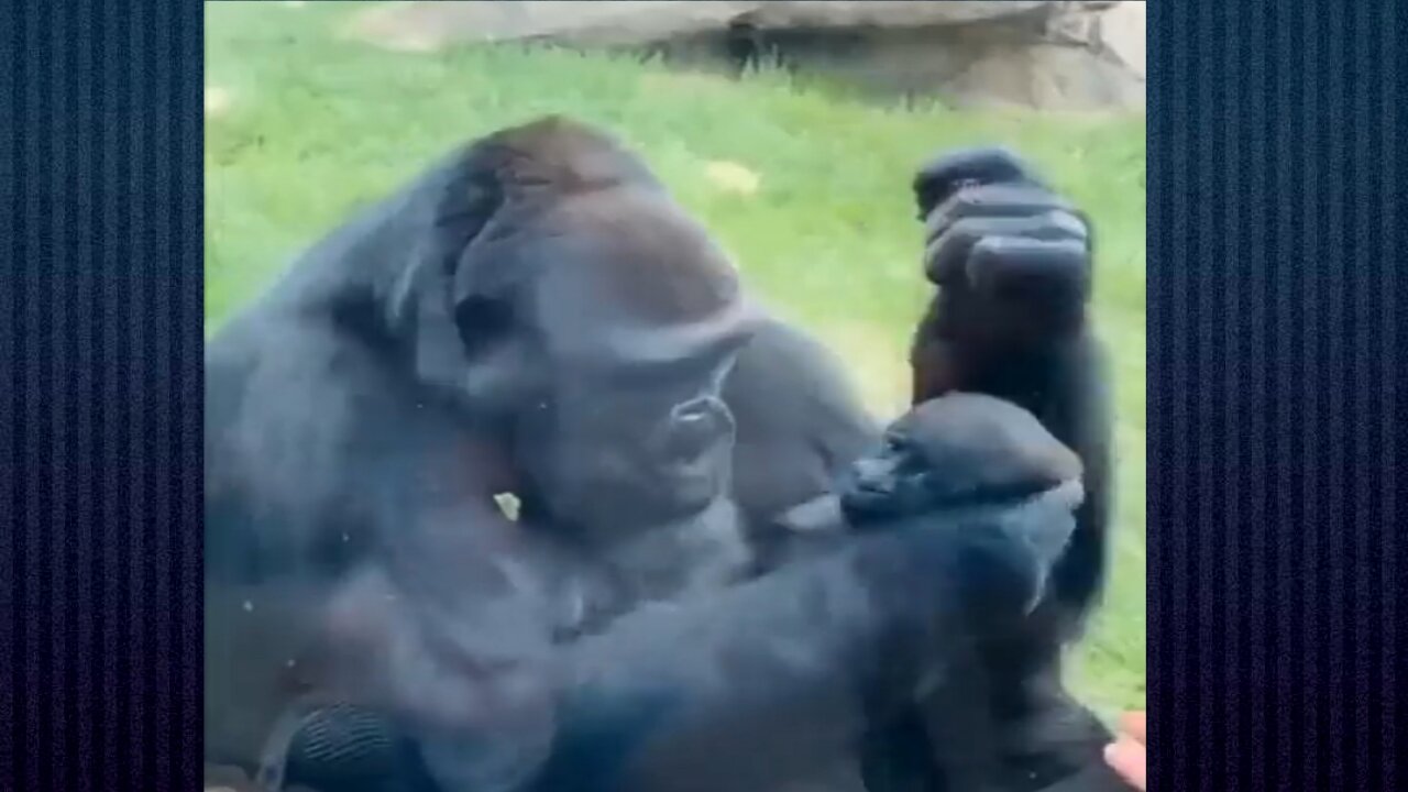 One in a million Beautiful moment Gorilla showing her baby to visitors