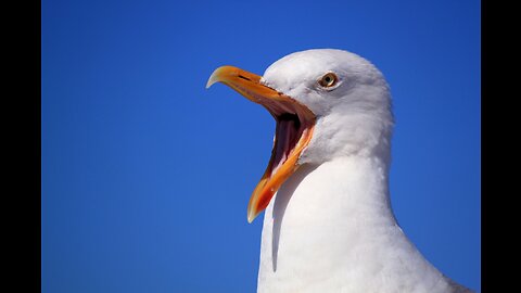 Seagulls harass a Jew in the streets.