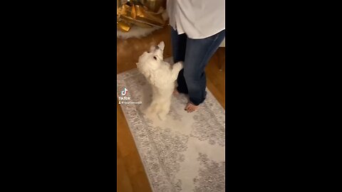 Sparks doing the wobble