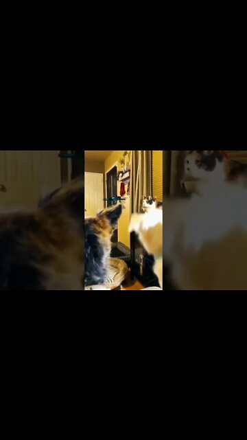 funny animals 🤣#shorts #funnyanimals #cats #dogs #funnydogs #funnycats