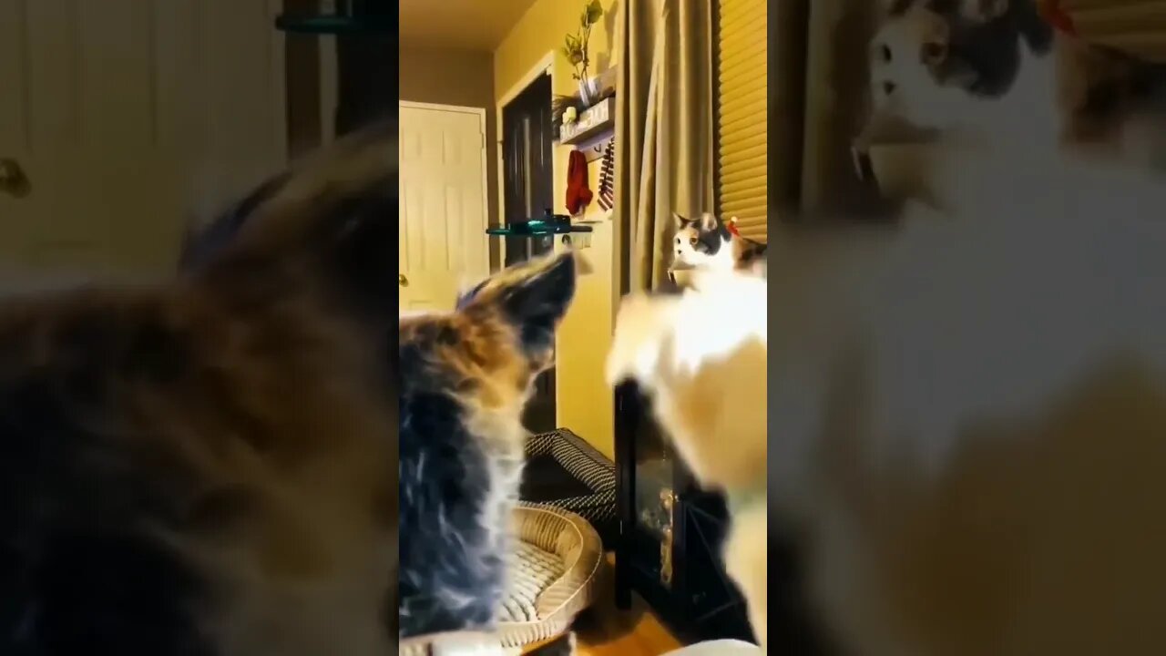 funny animals 🤣#shorts #funnyanimals #cats #dogs #funnydogs #funnycats