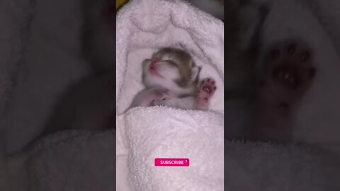 funny cat videos | cute cat videos| cute animals funny cats #shorts #shortsfunny #cutecat #funnycat
