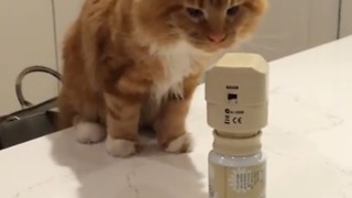 Maine Coon kitten unfazed by cat spray deterrent