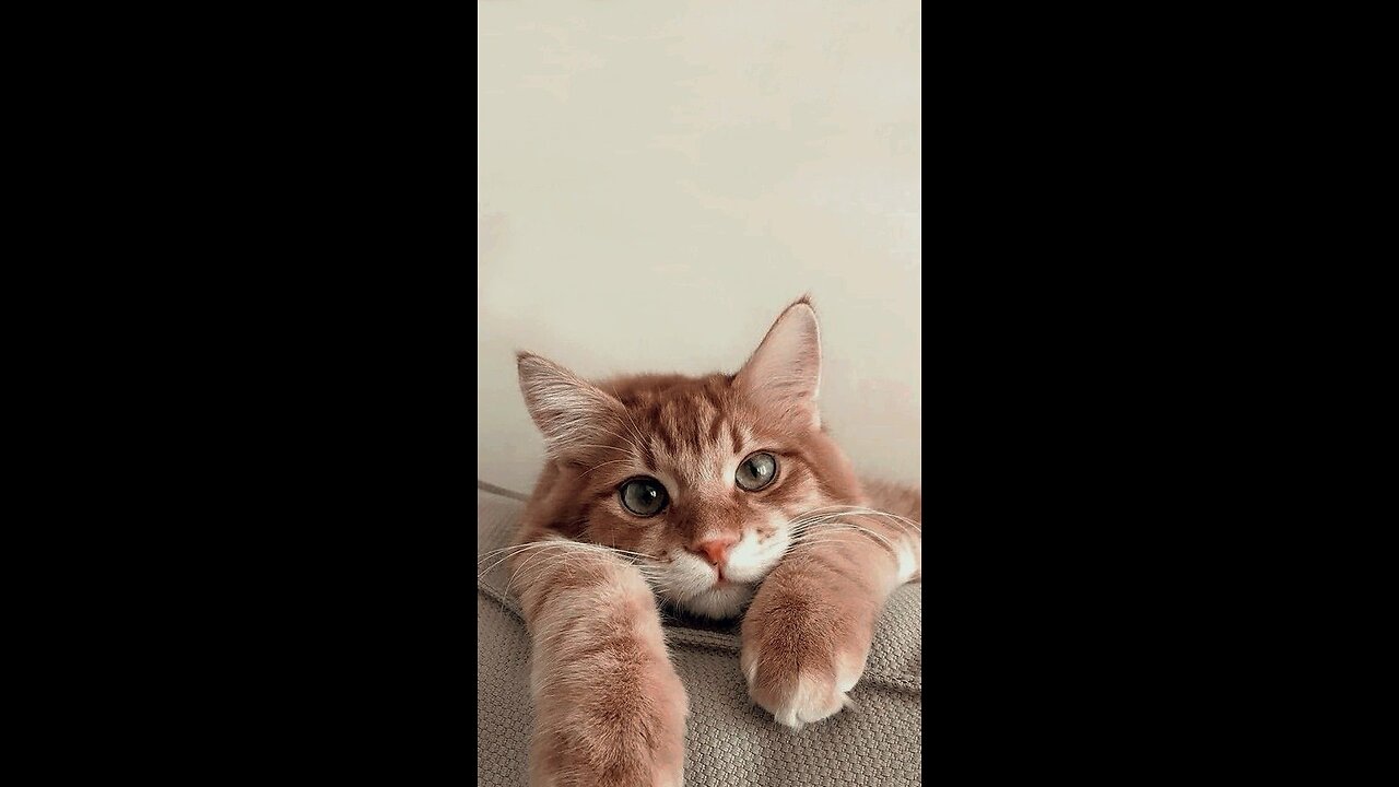 Cute cat