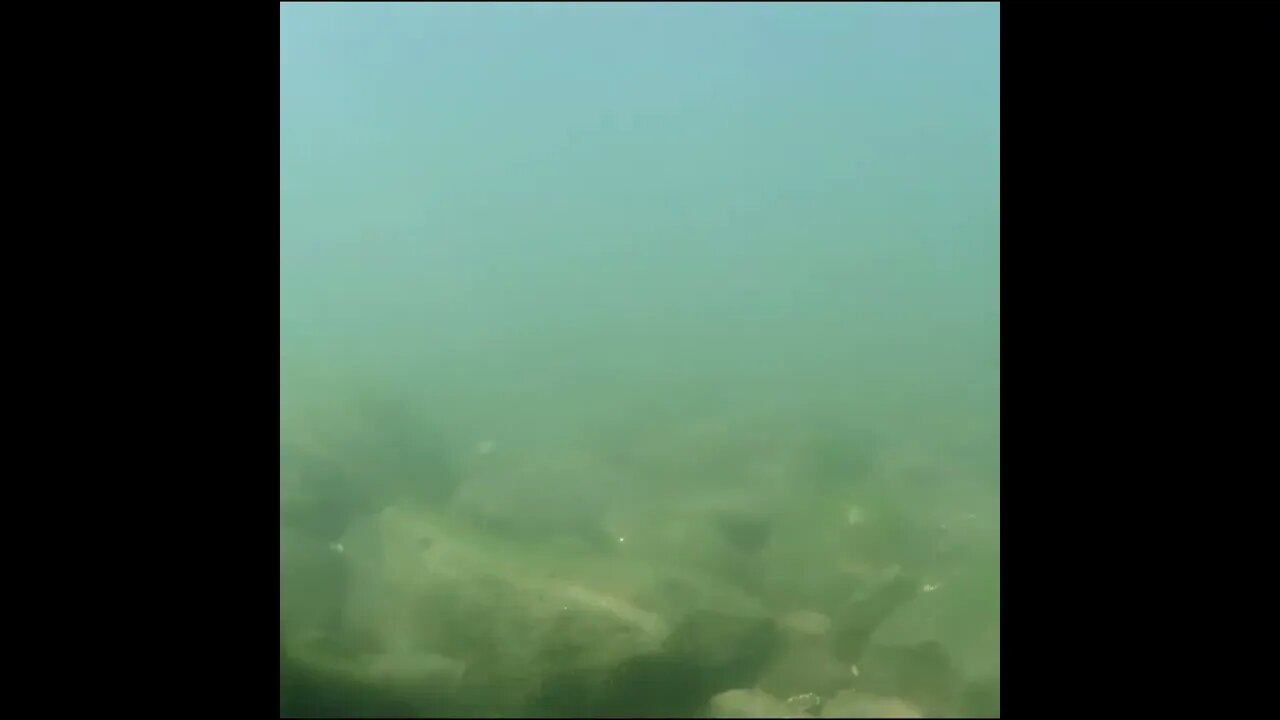 Tennessee river baitfish