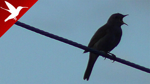 Nightingale - Luscinia megarhynchos