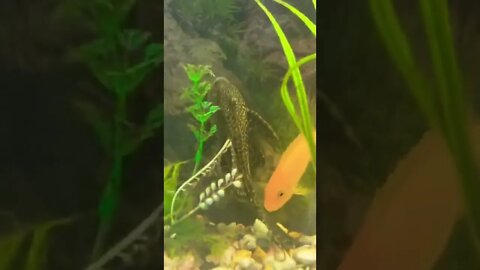 #youtubeshorts #subscribe #aquarium #support