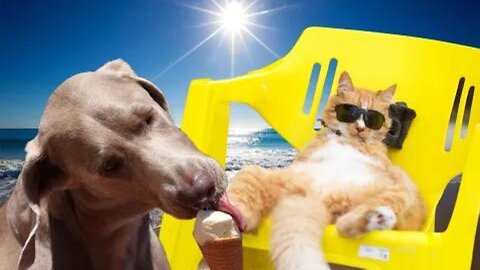 Hilarious Cat vs. Dog Battle – You Won't Believe the Winner!