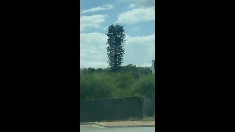 Why is this #5g tower disguised as a tree?!? With military plane flying around it?!?