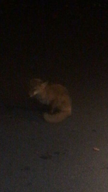 2 cats one fox and a piece of bologna part 2