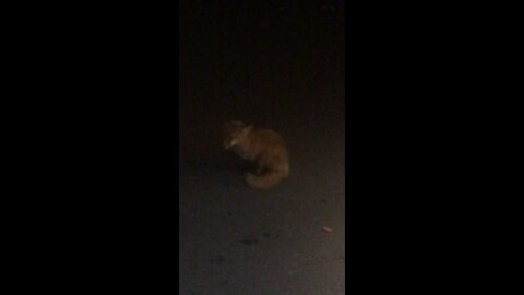 2 cats one fox and a piece of bologna part 2