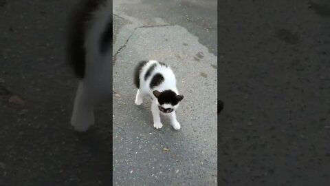 kucing bertopeng #shorts
