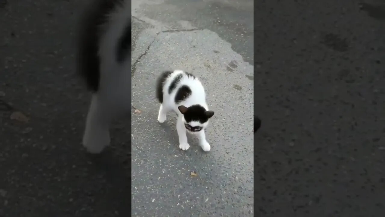 kucing bertopeng #shorts