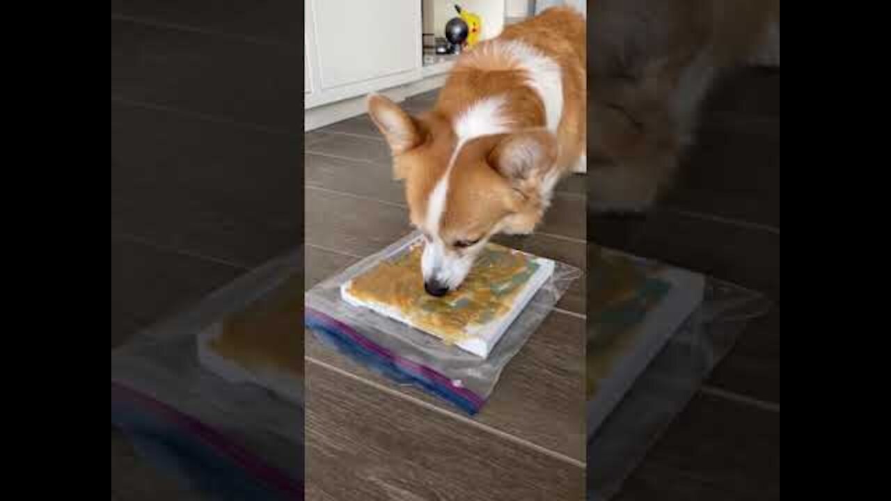 Dog Painting Challenge | Tofu the Corgi | #shorts