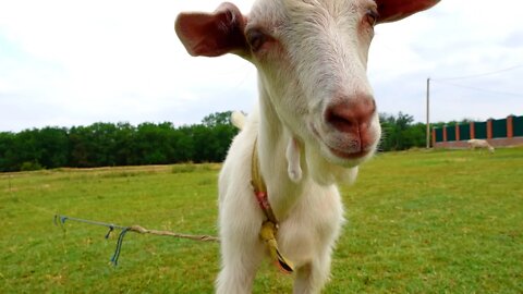 Наглый козлёнок - Жизнь домашних животных