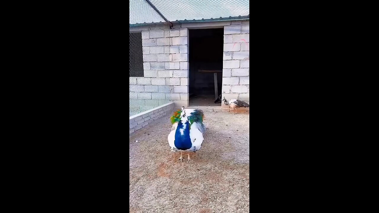 India 's nation bird very beautiful and colorful peacock