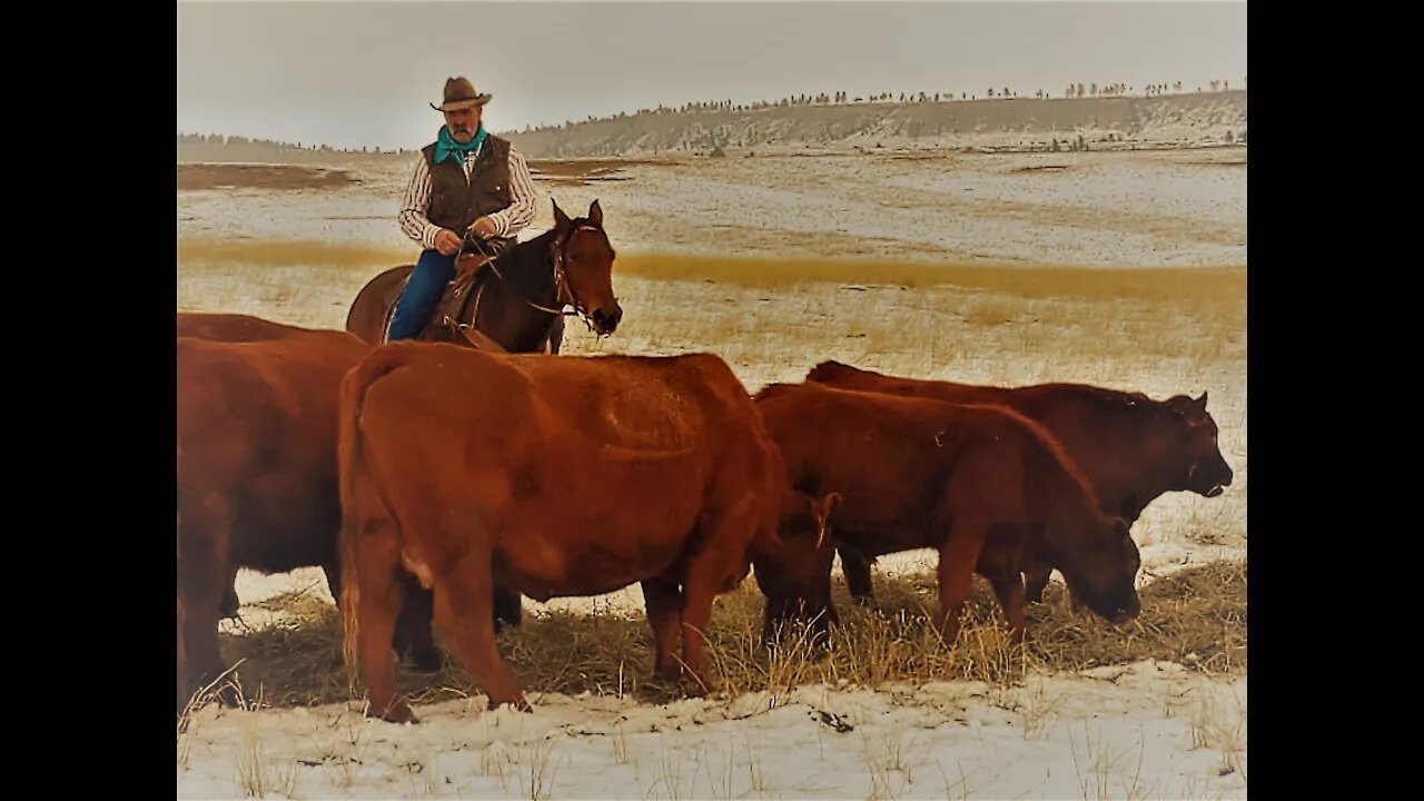 Cows and Calves Return Fall 2020