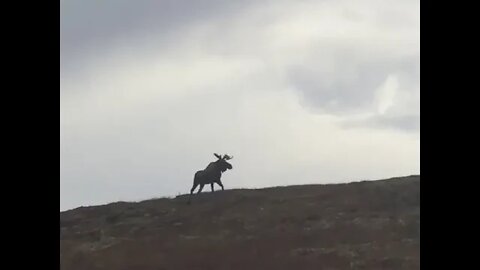 2017 Moose Hunt in review with Full Scope Outfitters