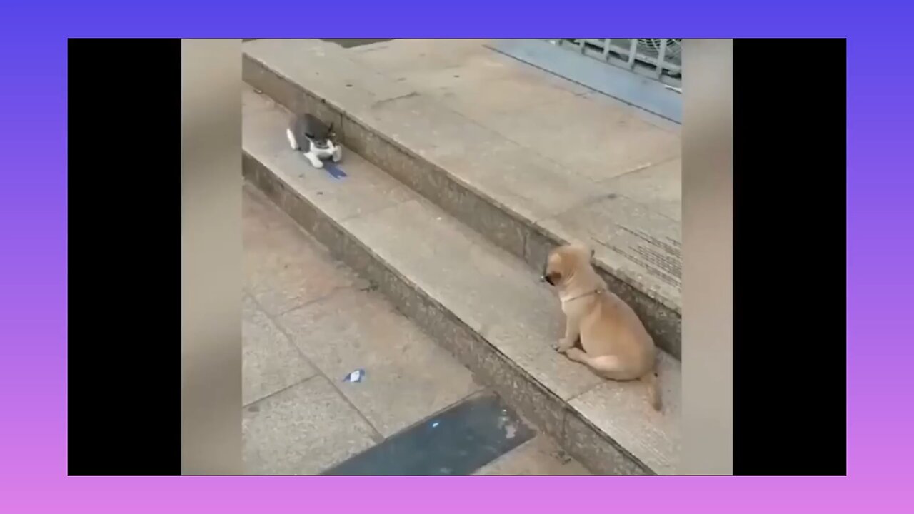 🤣DOG VS CAT FUNNY ANIMAL VIDEOS♥️