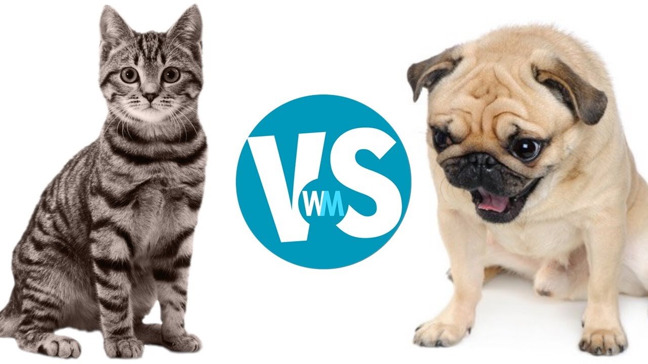 Funny animals Dog 🐕 VS 🐈 Cat video