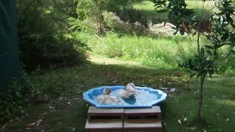 Muscovy's in their pond, video from a couple of years ago