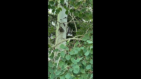 Downy Woodpecker