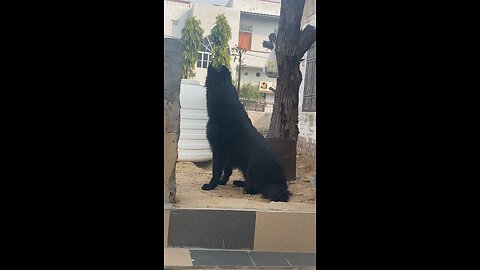 Black german Shepard | 12 month old only