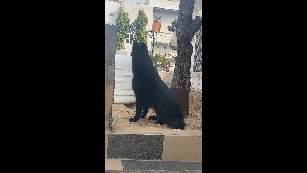 Black german Shepard | 12 month old only
