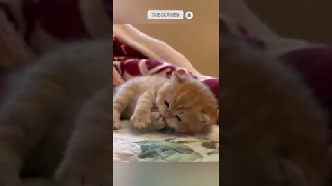 cute cat videos 😹 funny videos 😂