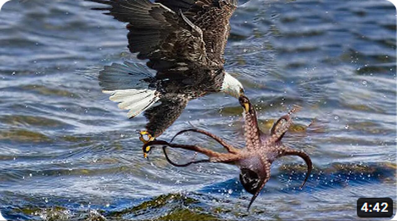 Eagle Dies while Hunting Octopus