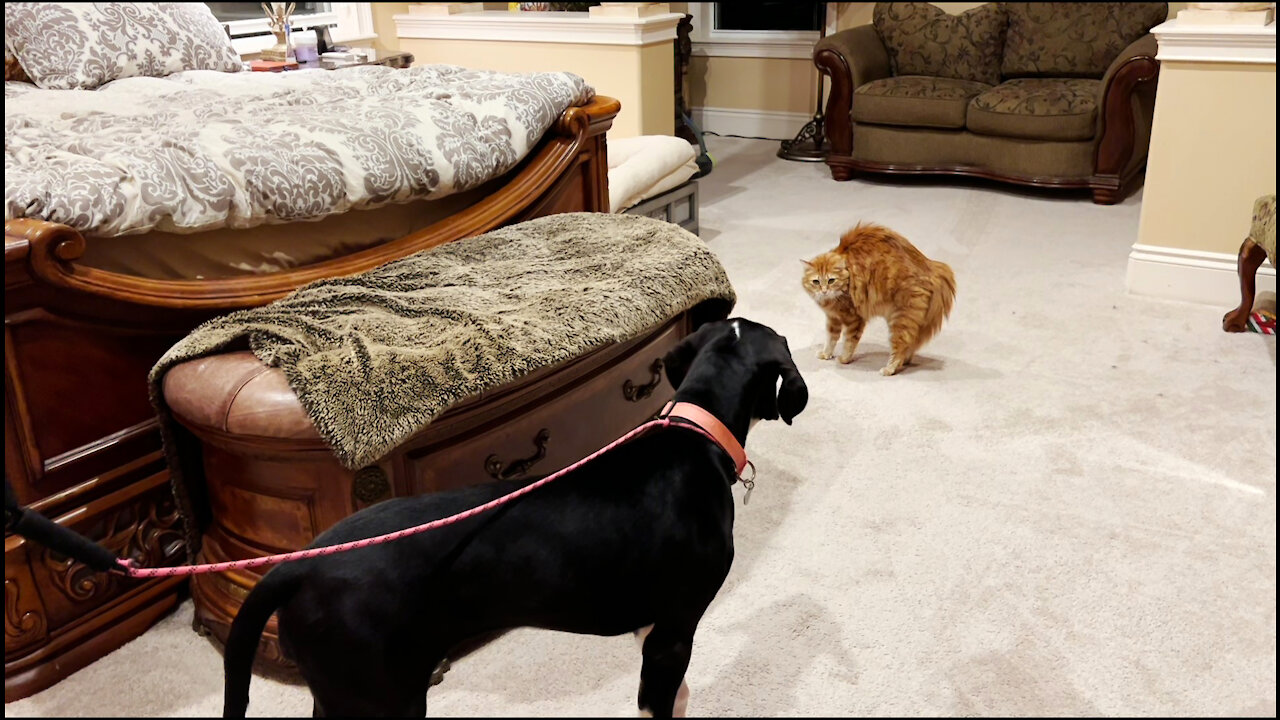 Great Dane Puppy's First Meeting With Two Cats - We Got You A Puppy!