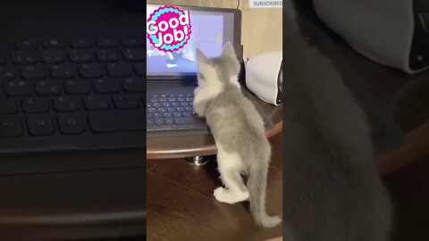 cute cat videos 😹 funny videos 😂 611 😻