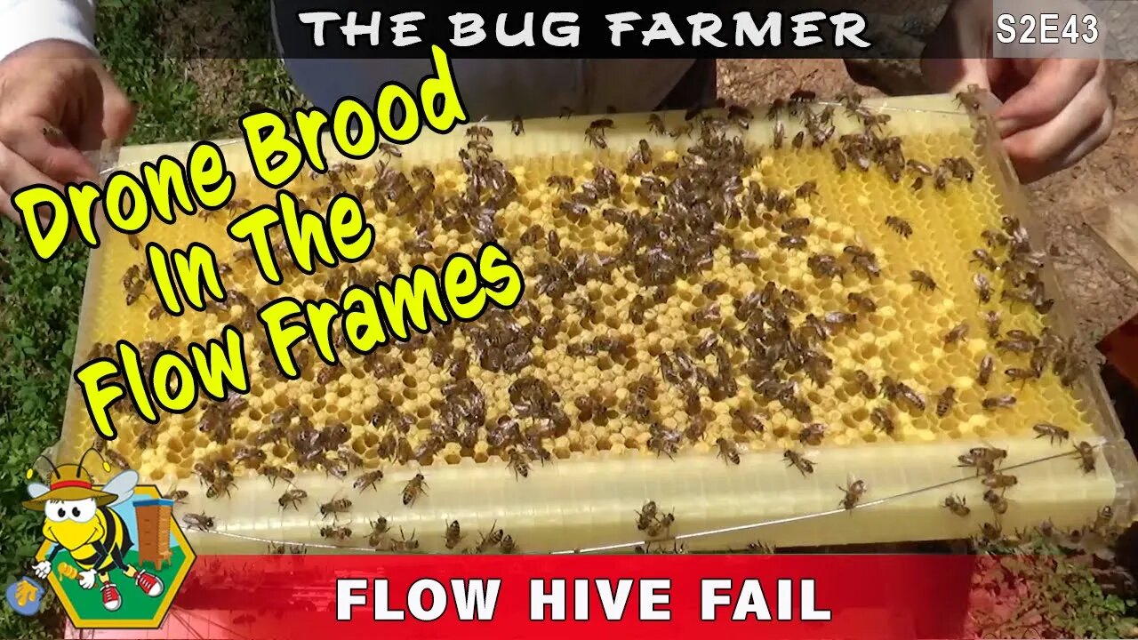 My Flow Hive FAIL - Laying worker lays drone brood in the flow hive flow frame. Flow hive Drama!