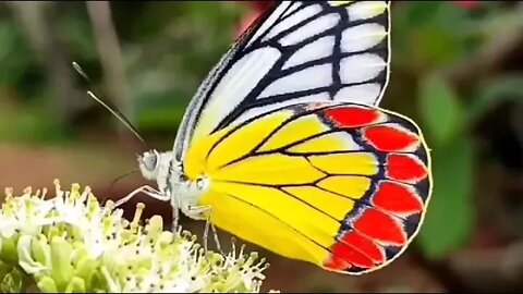 The magical world of butterflies/butterflies/relaxing music