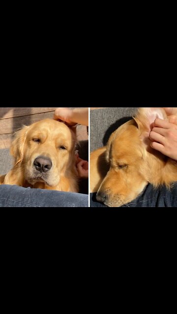 What My Dog Care Routine Looks Like! ASMR