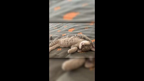 Lovely cat