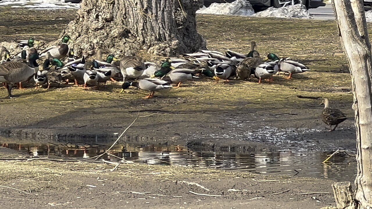 Ducks of James Gardens Toronto feeding frenzy