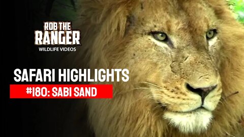 Safari Highlights #180: 10 - 13 December 2012 | Sabi Sand Nature Reserve | Latest Wildlife Sightings