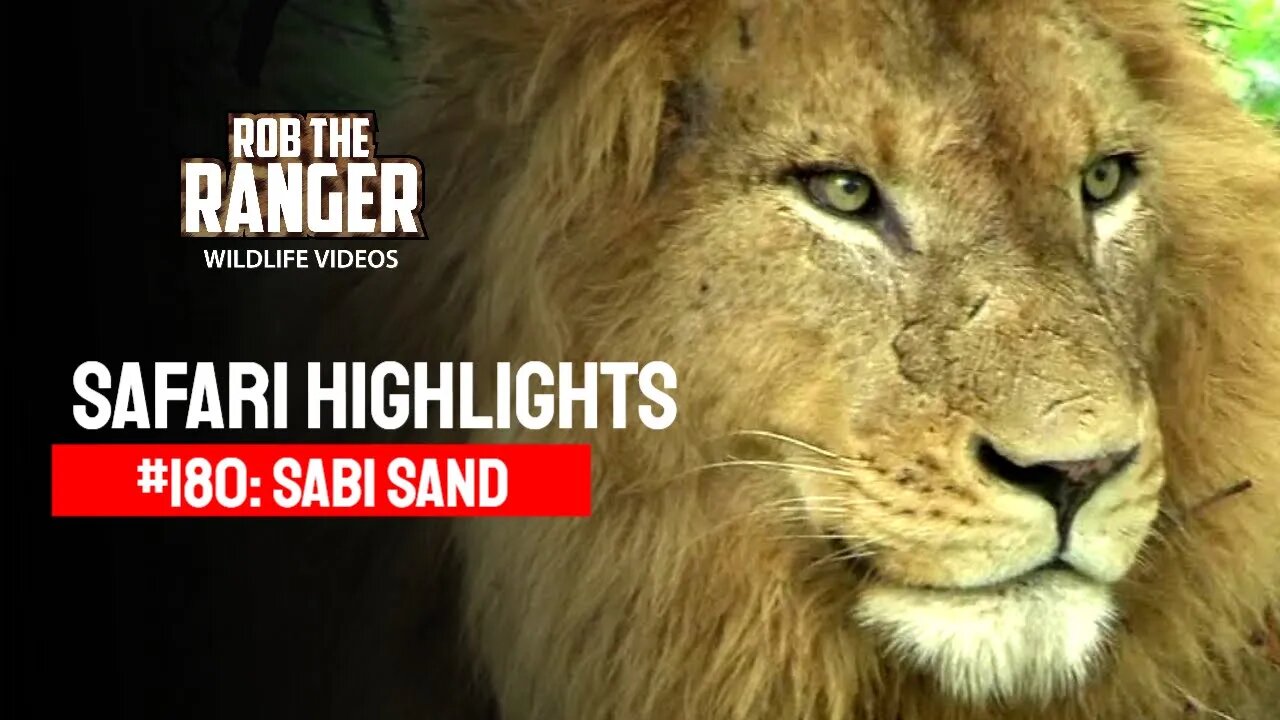 Safari Highlights #180: 10 - 13 December 2012 | Sabi Sand Nature Reserve | Latest Wildlife Sightings