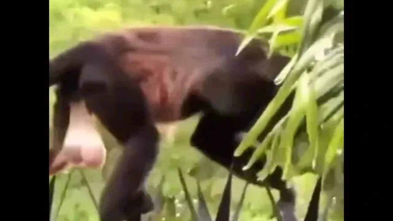 Nutjes