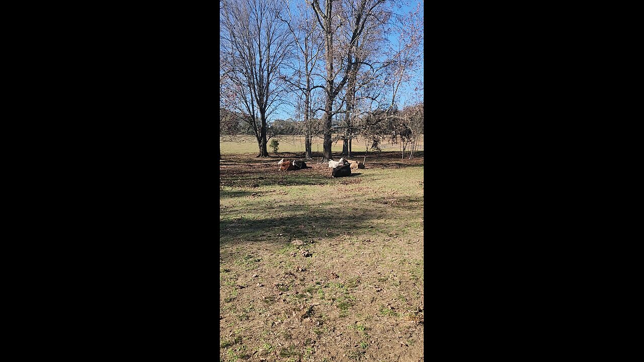 Cows and calves on a fall morning.